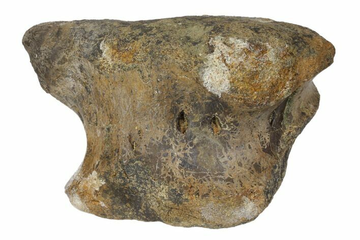 Hadrosaur (Hypacrosaur?) Sacral Vertebra with Stand -Montana #145207